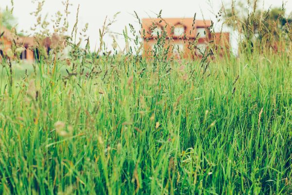 Cost of Tall Grass Cutting in Powder Springs
