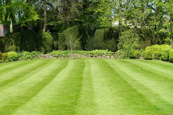 Grass Care Service in Powder Springs