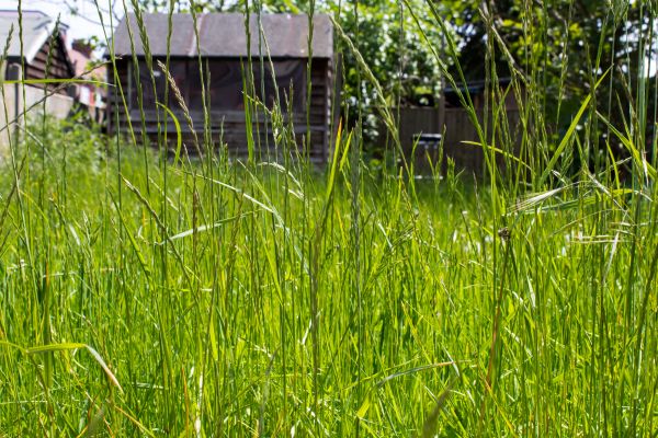Overgrown Lawn Trimming in Powder Springs