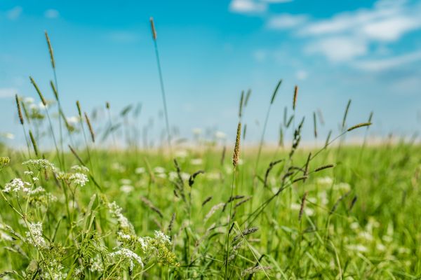 High Grass Trimming in Powder Springs
