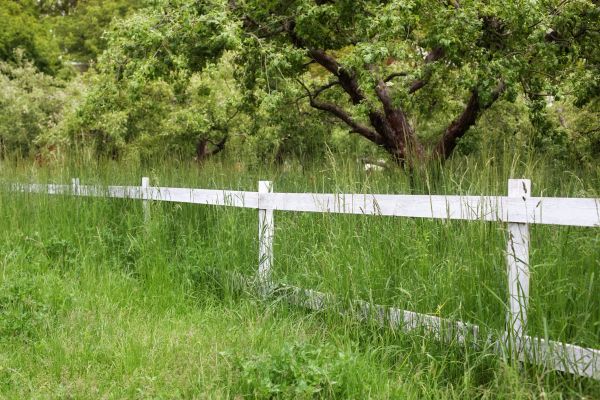 Fence Line Trimming in Powder Springs
